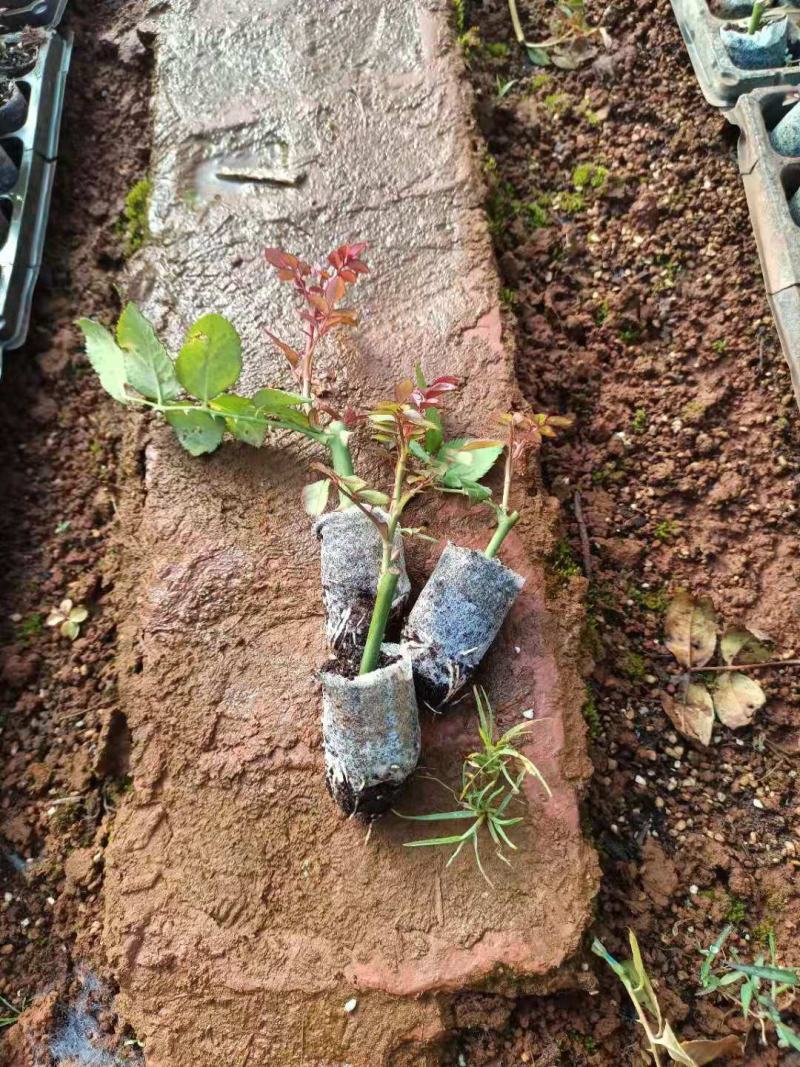 玫瑰花苗扦插苗带杯带土发货根系发达叶片清秀