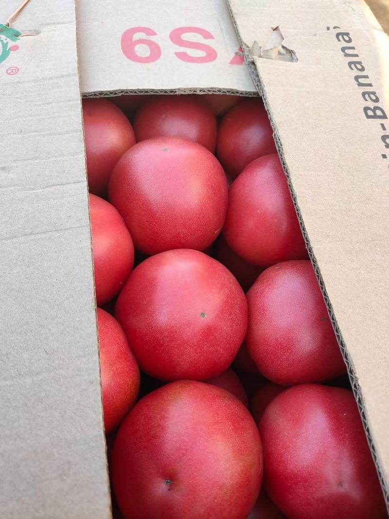 河北乐亭精品硬粉西红柿大量有货，产地直供！一手货源！