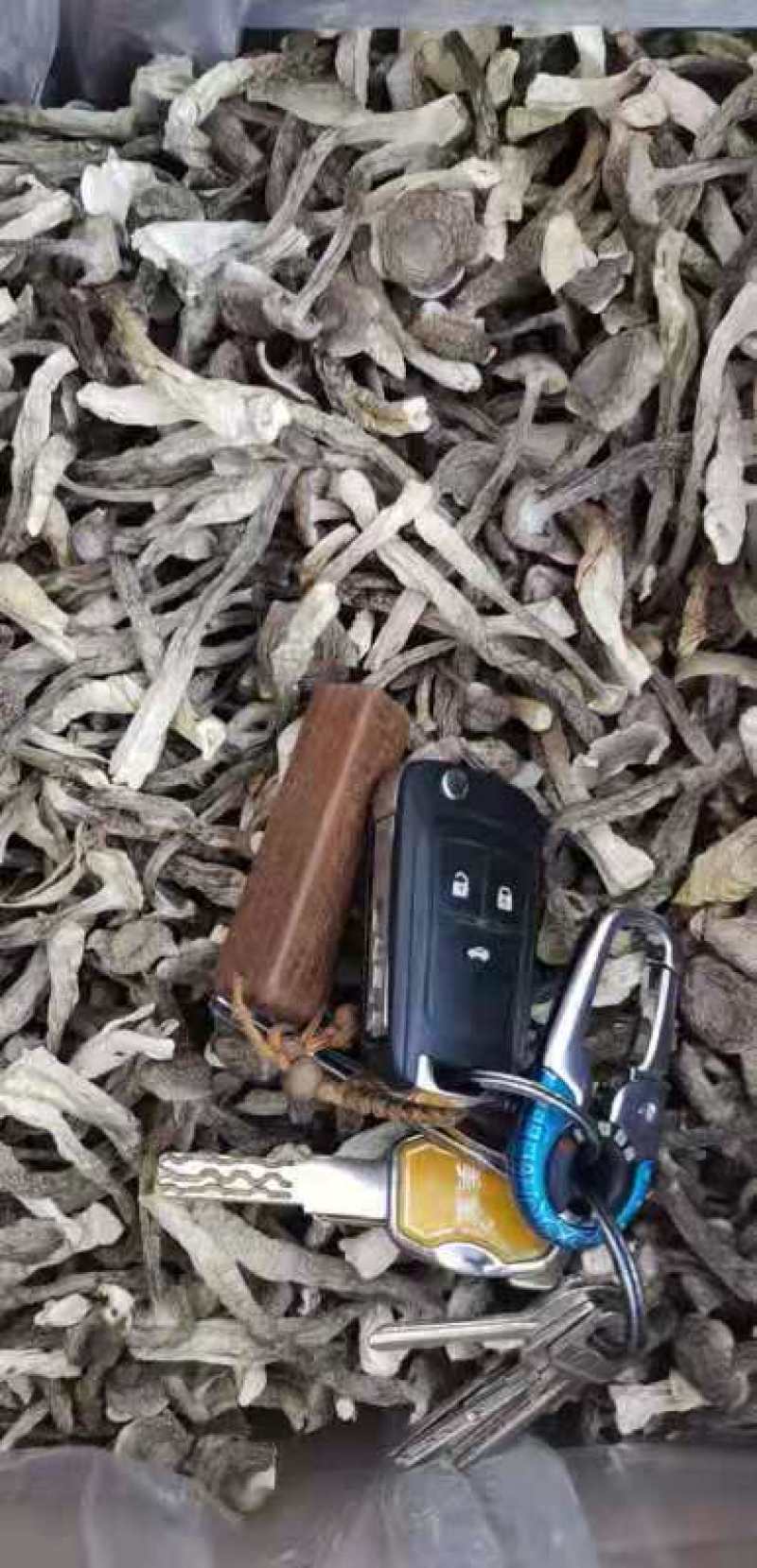 鹿茸菇鹿茸菌干货福建产地直销量大质优可视频选购