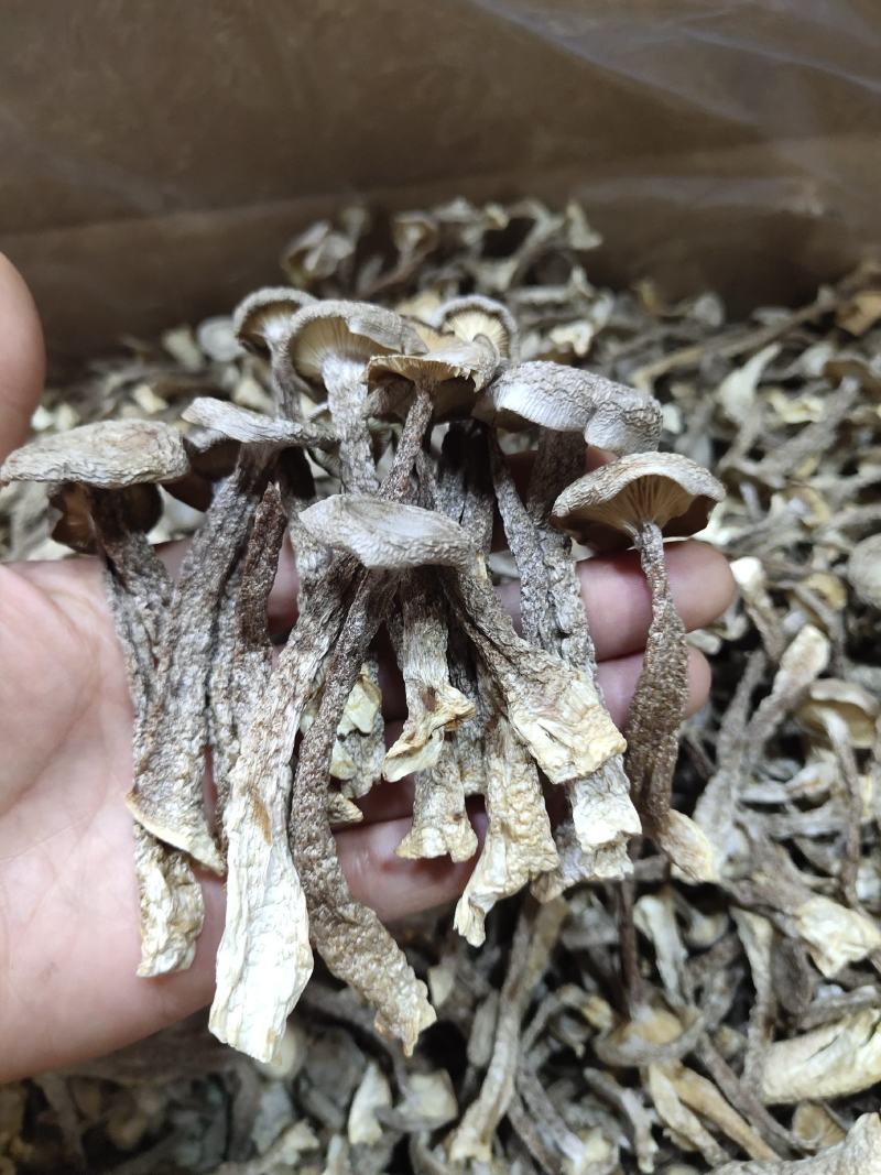鹿茸菇鹿茸菌干货福建产地直销量大质优可视频选购