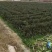 万亩红莴笋大量上市，广西富川红莴笋，期待你的到来