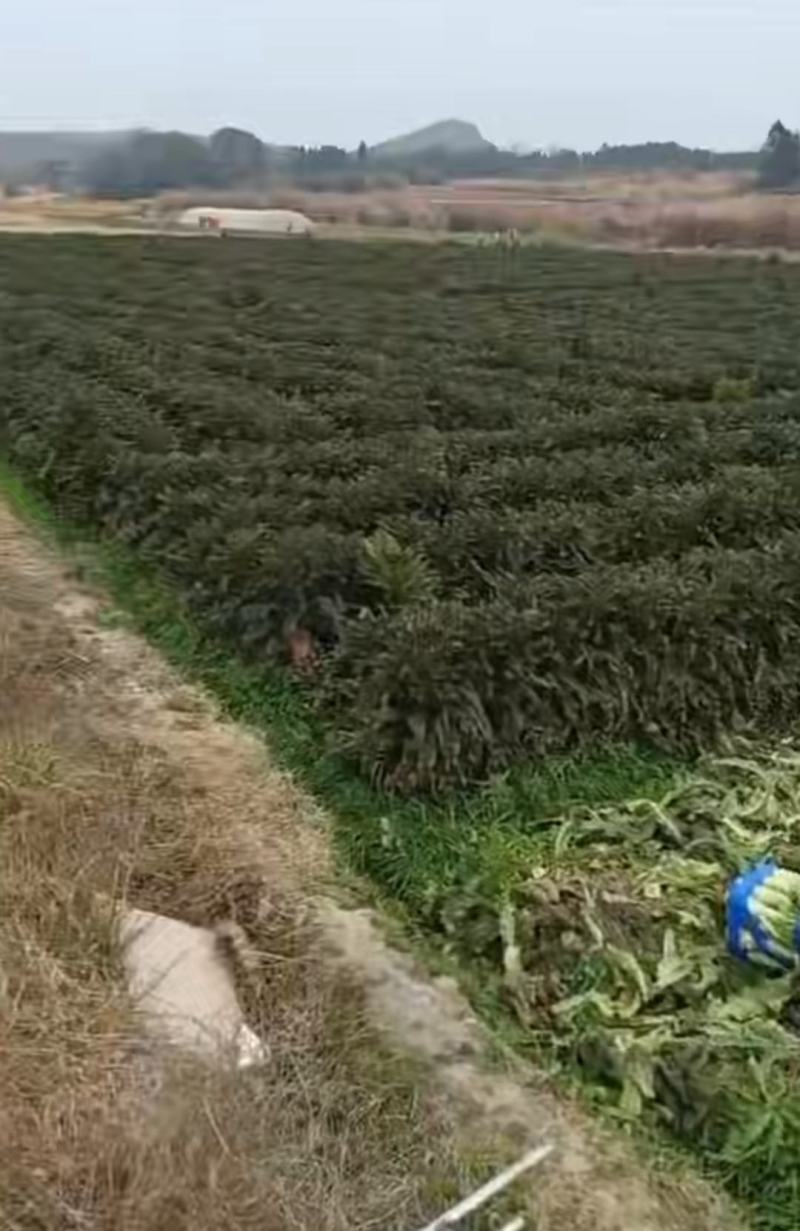 万亩红莴笋大量上市，广西富川红莴笋，期待你的到来