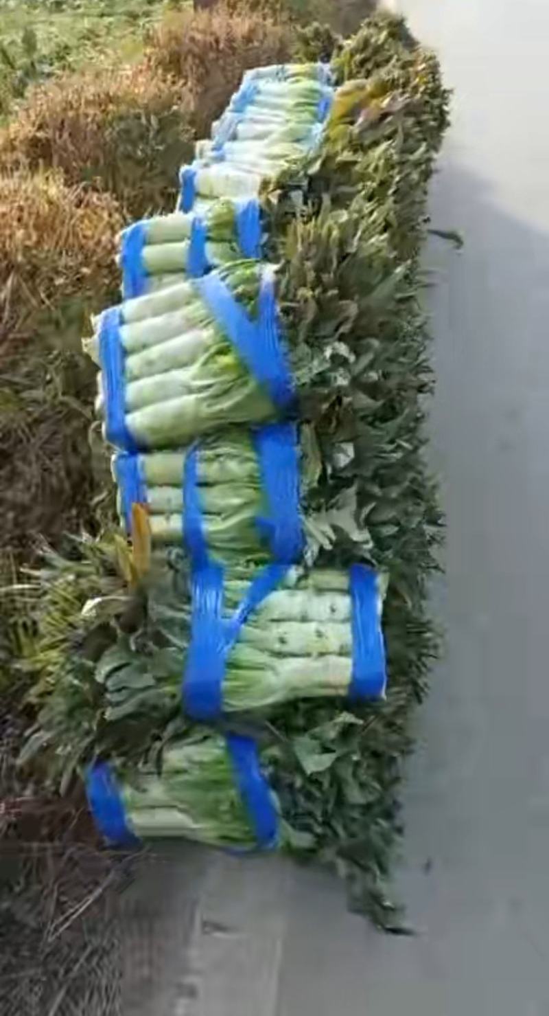 万亩红莴笋大量上市，广西富川红莴笋，期待你的到来
