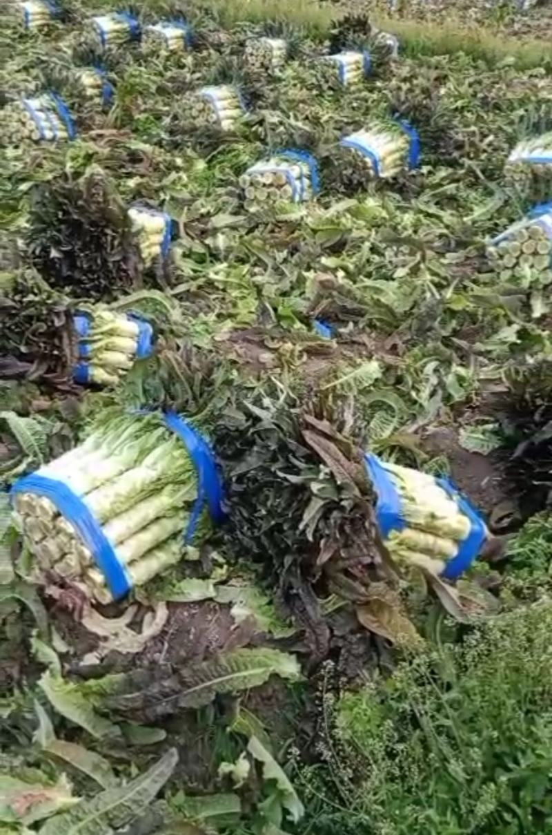 万亩红莴笋大量上市，广西富川红莴笋，期待你的到来