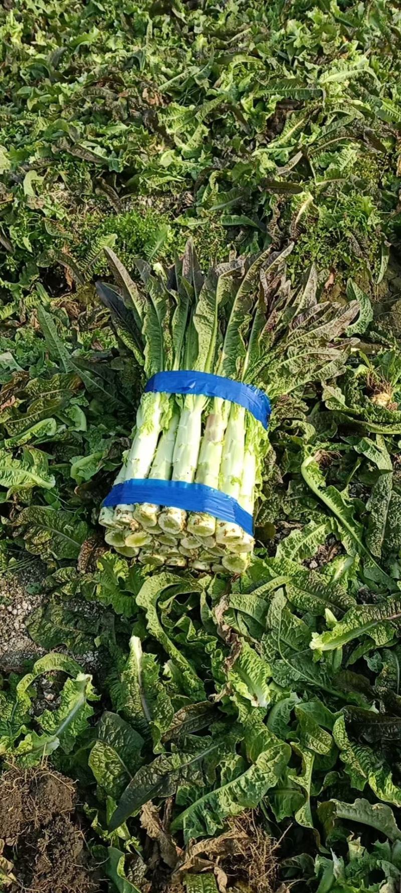 万亩红莴笋大量上市，广西富川红莴笋，期待你的到来