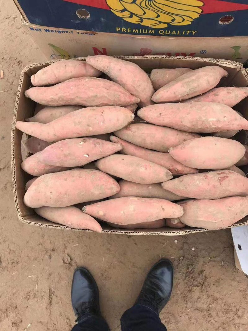 红薯各大品种601湖北大叶西瓜红现挖新鲜货原产地常年直发