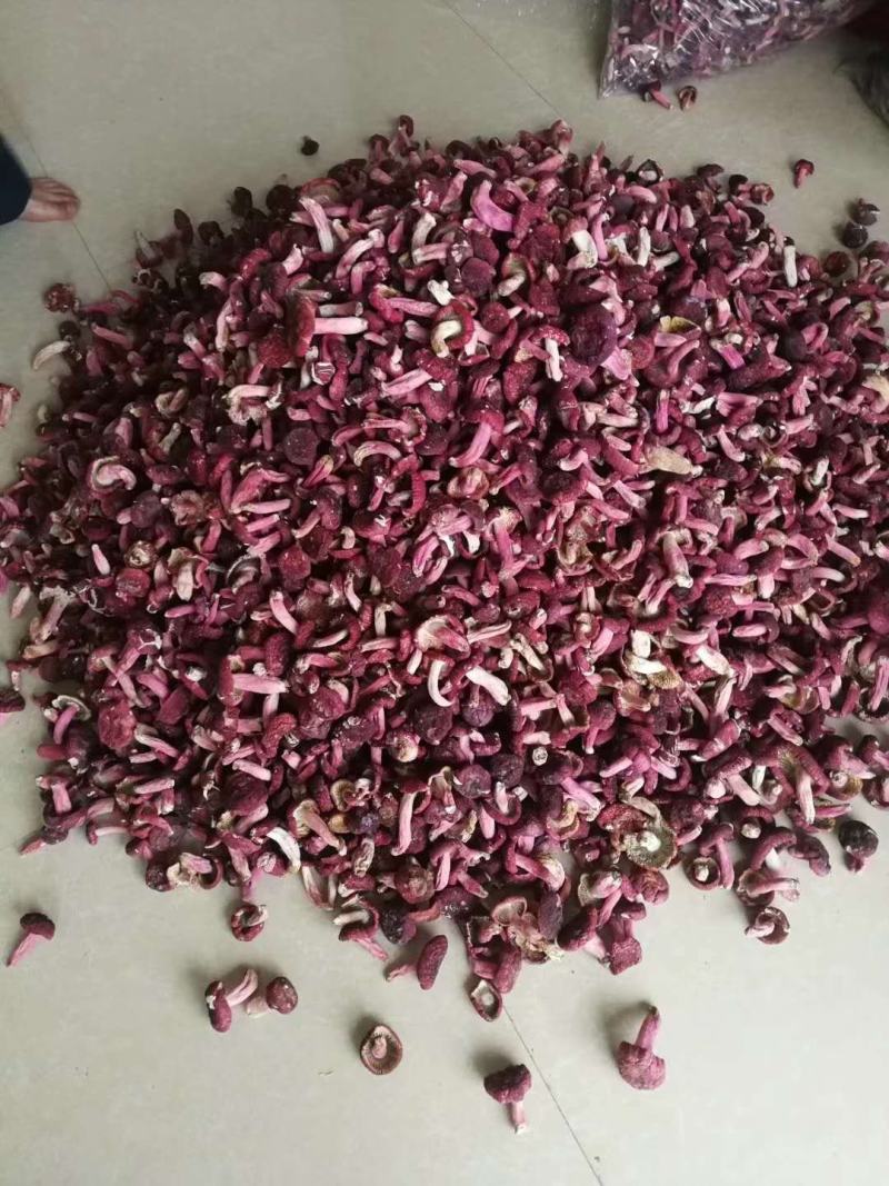 精品优质野生红菇批发零售皆可，可视频看货全国发货