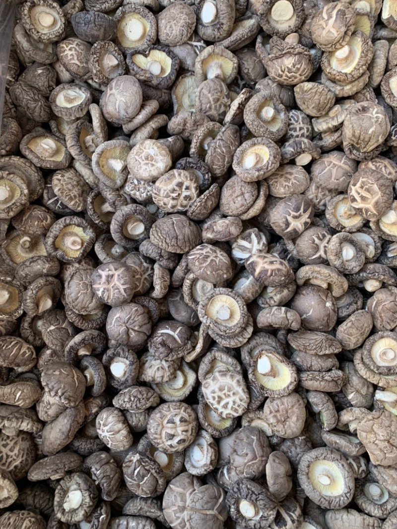 包邮茶花菇4-5厘米厚花菇冬菇2025新货