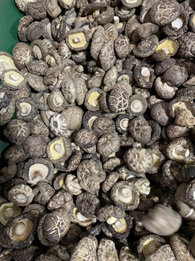 包邮茶花菇4-5厘米厚花菇冬菇2025新货