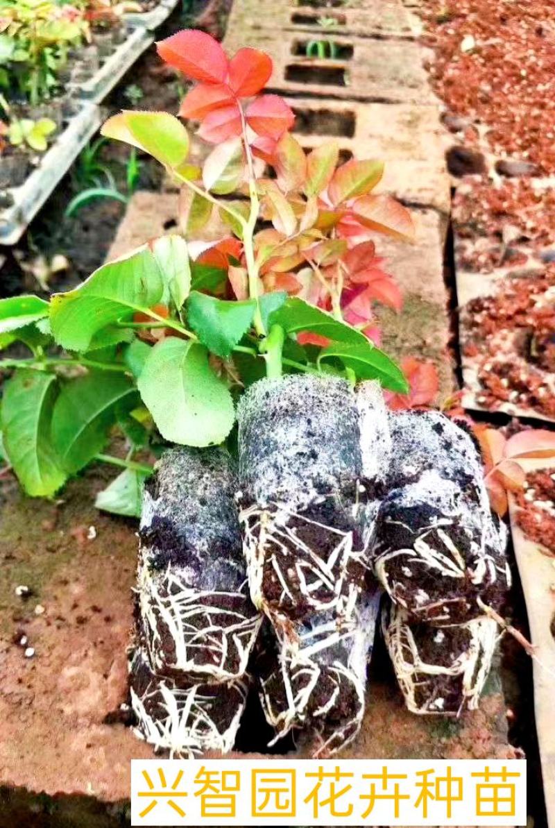 玫瑰花苗扦插苗带杯带土发货根系发达叶片清秀