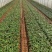 精选月季花苗金色海岸云南昆明基地供应根系发达量大从优