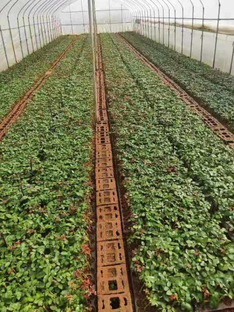 精选月季花苗金色海岸云南昆明基地供应根系发达量大从优