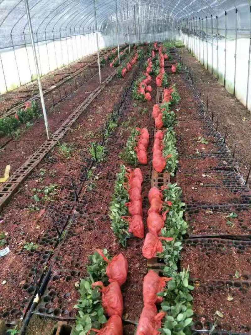 精选月季花苗金色海岸云南昆明基地供应根系发达量大从优