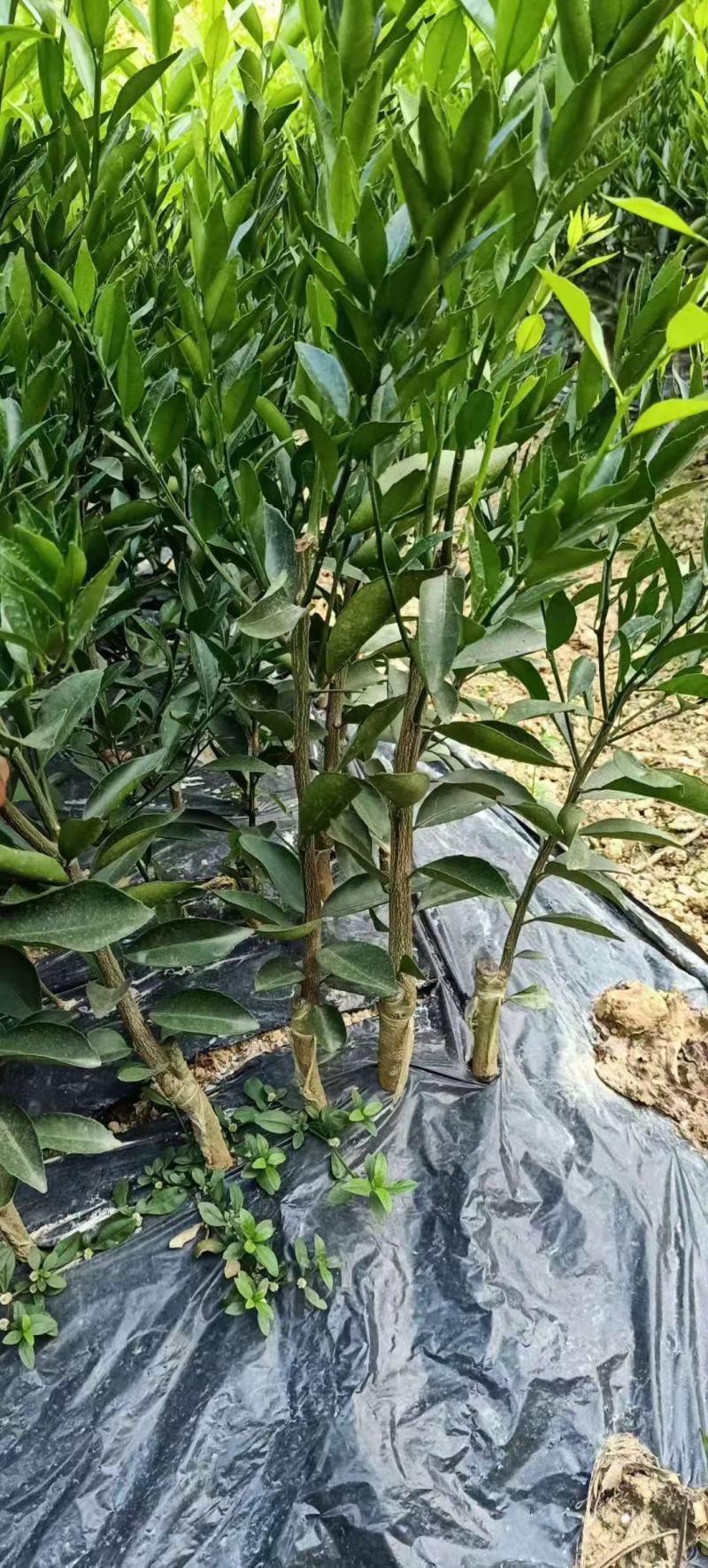 【正品】新会柑苗陈皮柑苗茶柑苗四会柑苗剥皮柑苗陈皮苗