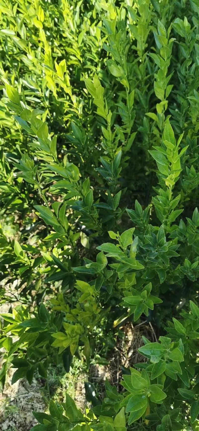 【正品】新会柑苗陈皮柑苗茶柑苗四会柑苗剥皮柑苗陈皮苗