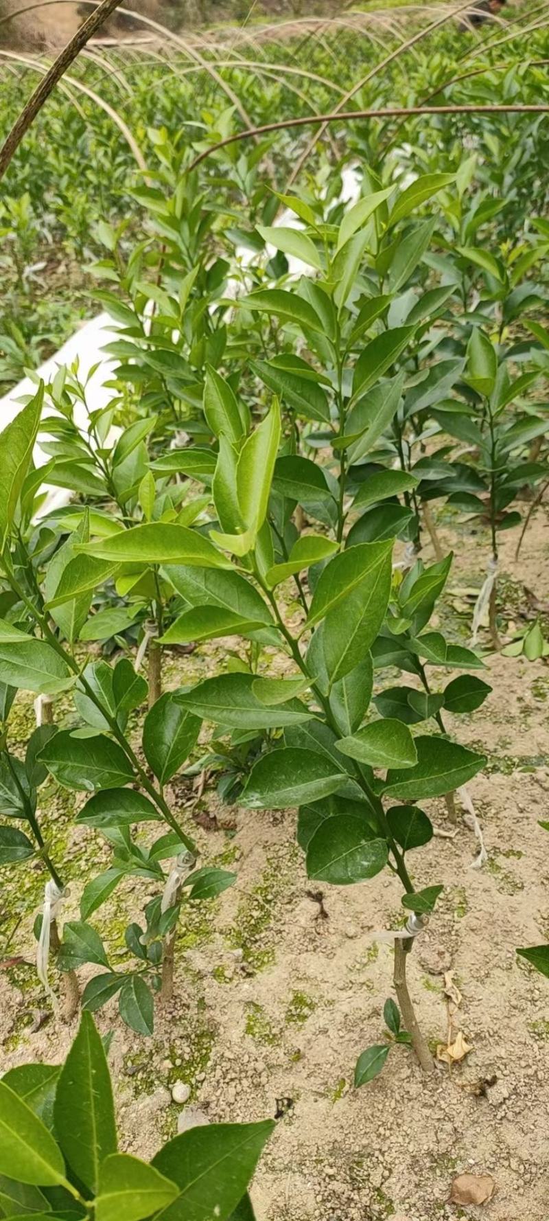 【正品】新会柑苗陈皮柑苗茶柑苗四会柑苗剥皮柑苗陈皮苗