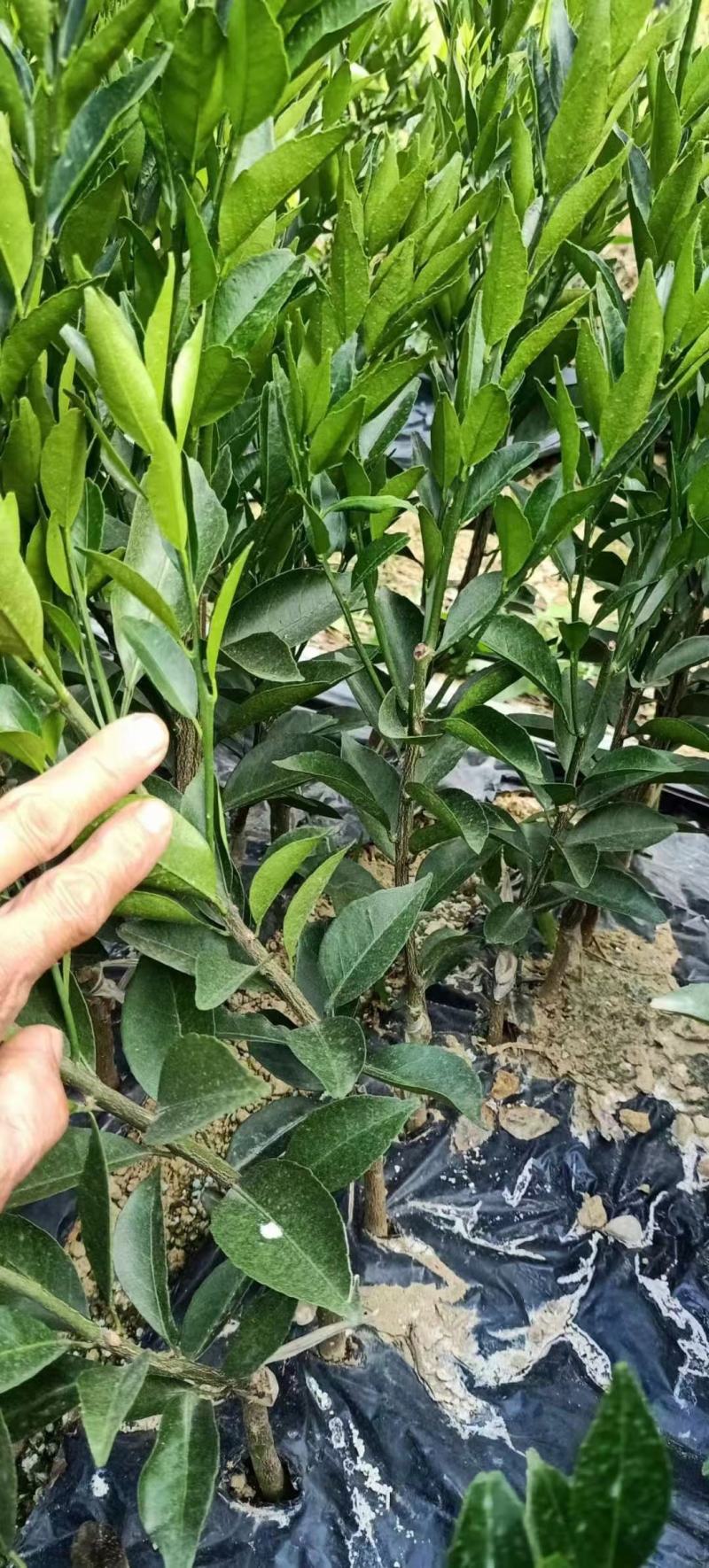 【正品】新会柑苗陈皮柑苗茶柑苗四会柑苗剥皮柑苗陈皮苗