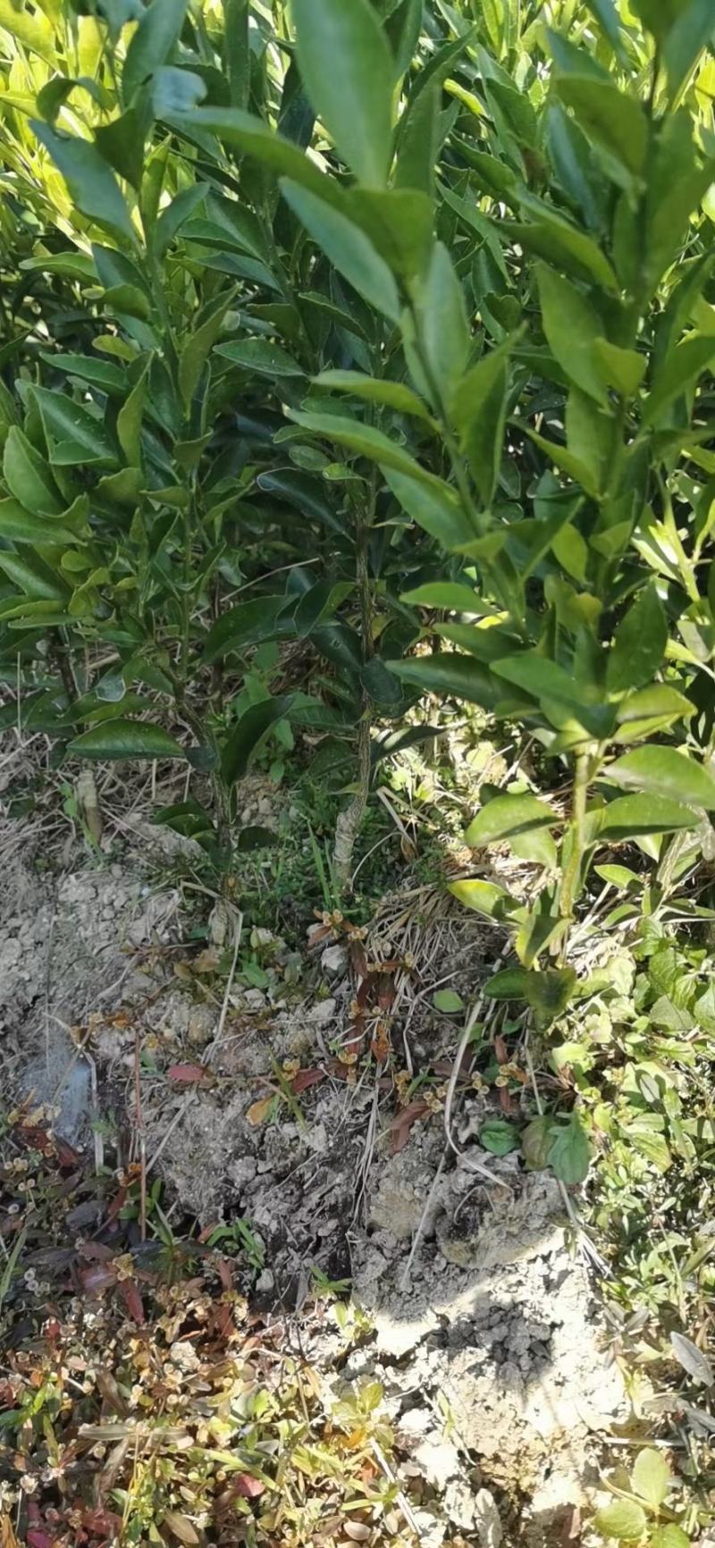 【正品】新会柑苗陈皮柑苗茶柑苗四会柑苗剥皮柑苗陈皮苗
