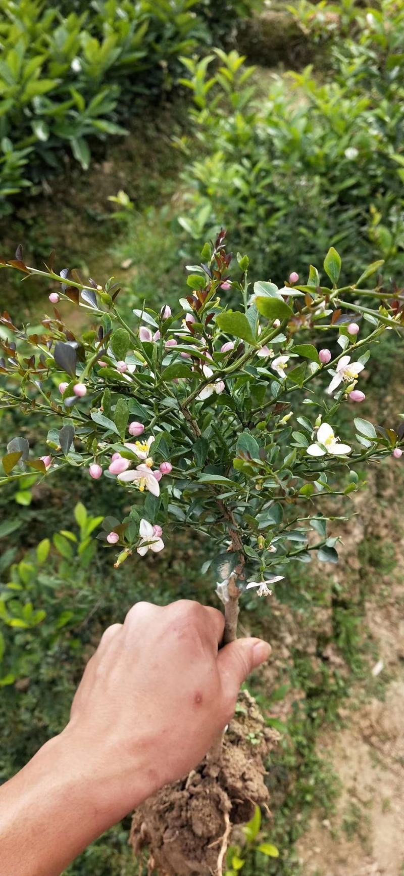手指柠檬苗血柠檬苗澳洲指橙苗五彩手指柠檬苗