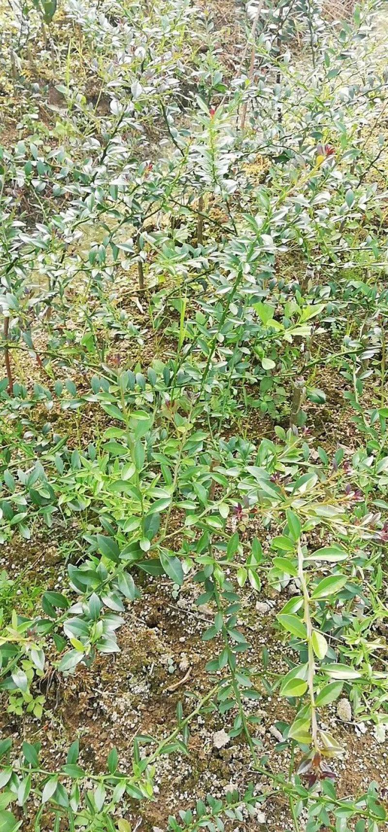 手指柠檬苗血柠檬苗澳洲指橙苗五彩手指柠檬苗