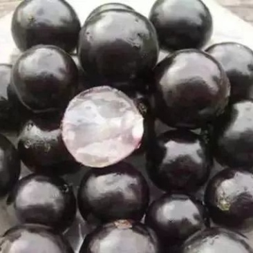 嘉宝果树苗沙巴嘉宝果艾斯卡嘉宝果早生四季嘉宝果树苗