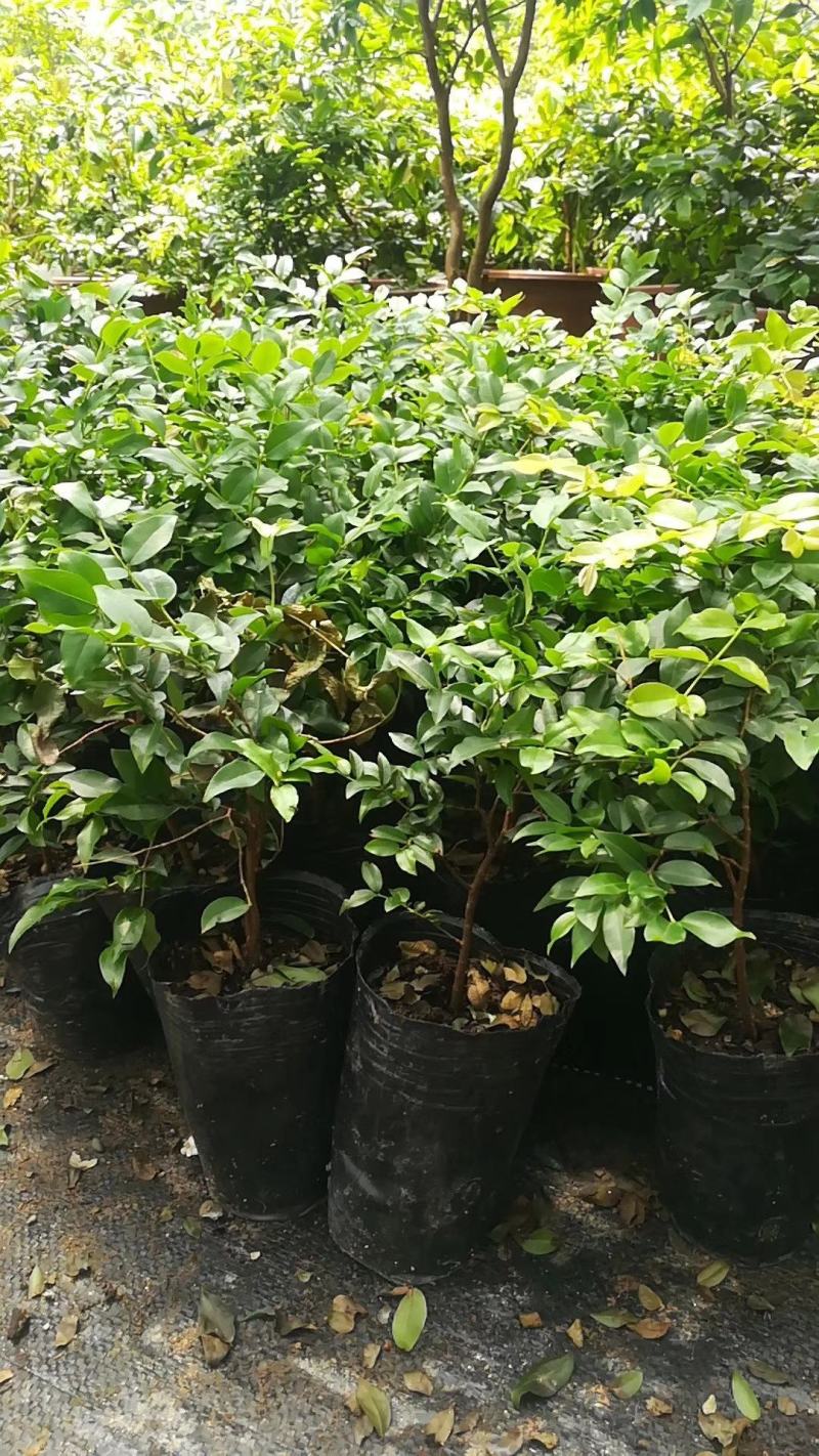嘉宝果树苗沙巴嘉宝果艾斯卡嘉宝果早生四季嘉宝果树苗
