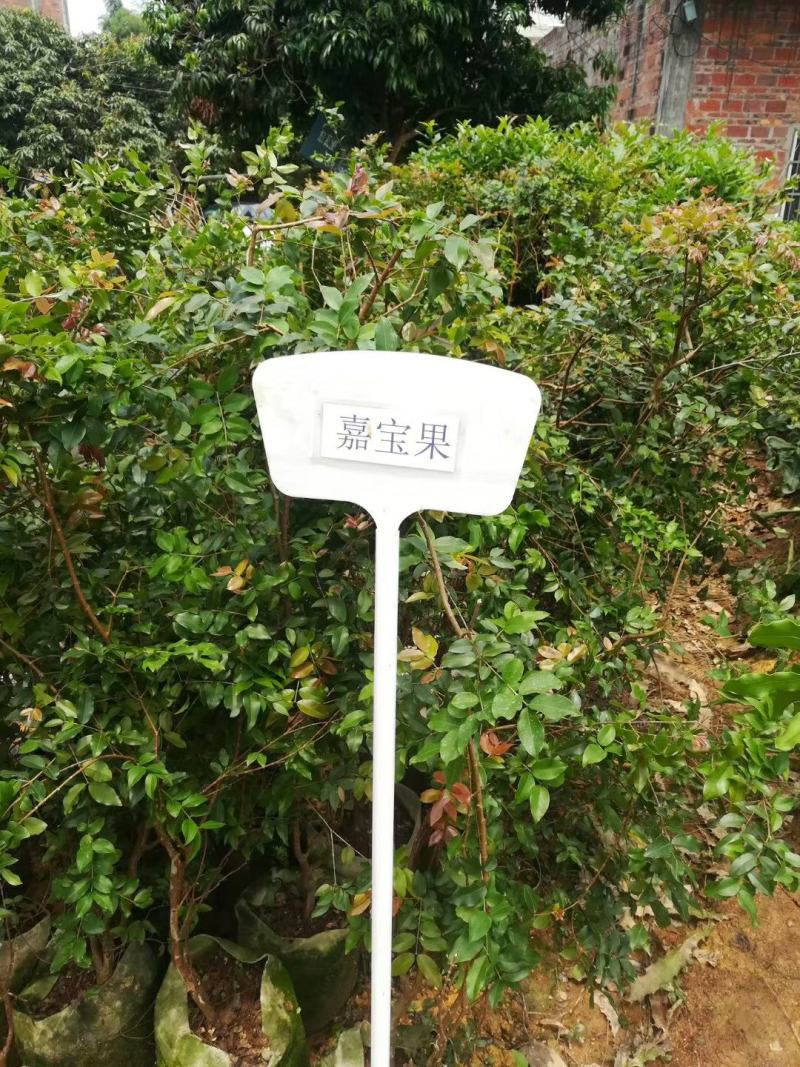 嘉宝果树苗沙巴嘉宝果艾斯卡嘉宝果早生四季嘉宝果树苗