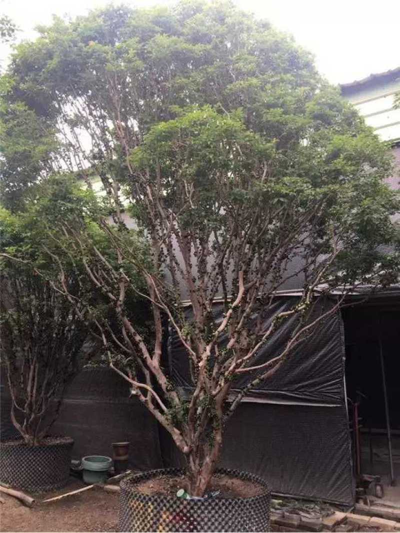 嘉宝果树苗沙巴嘉宝果艾斯卡嘉宝果早生四季嘉宝果树苗