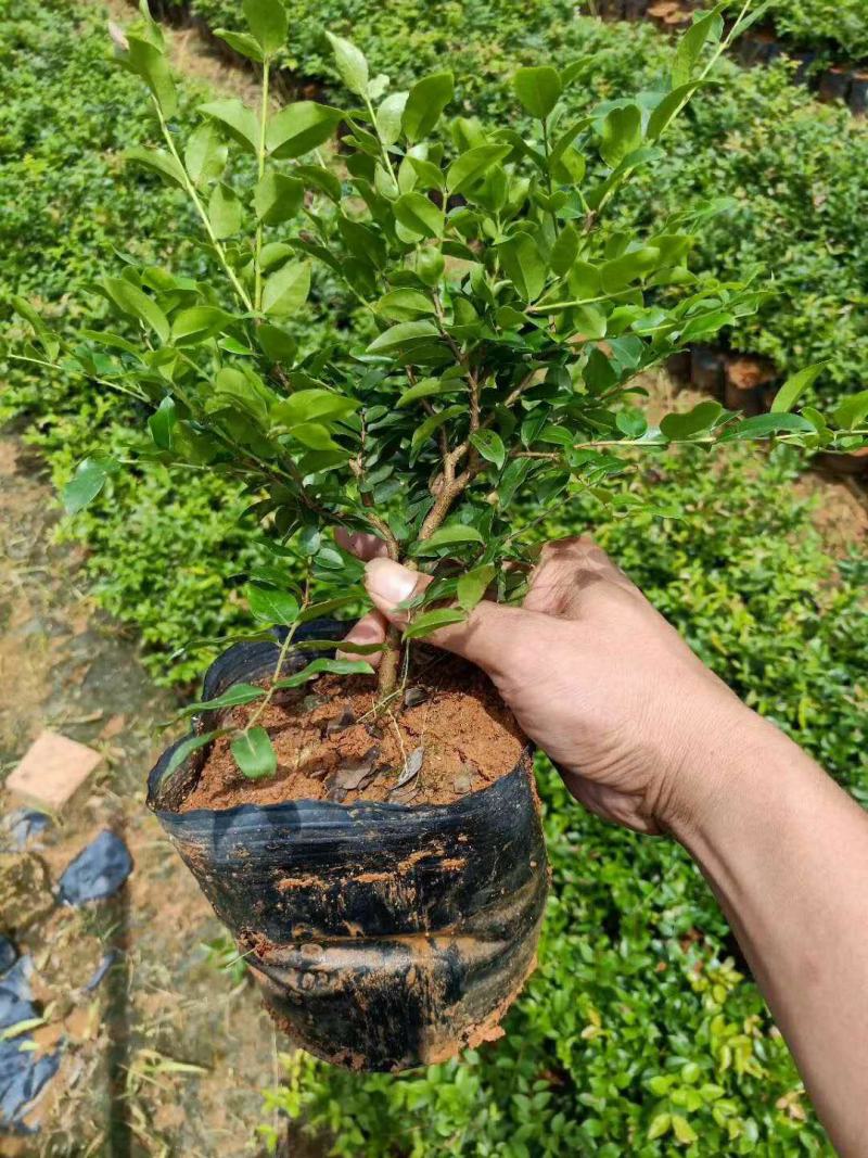嘉宝果树苗沙巴嘉宝果艾斯卡嘉宝果早生四季嘉宝果树苗