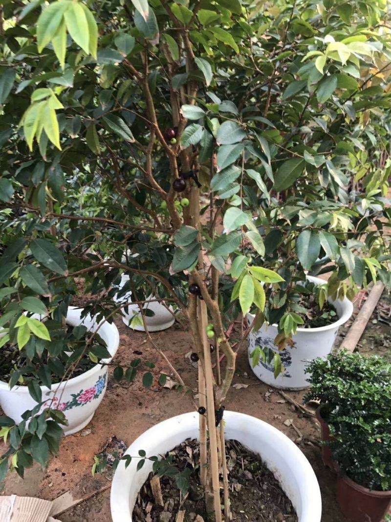 嘉宝果树苗沙巴嘉宝果艾斯卡嘉宝果早生四季嘉宝果树苗