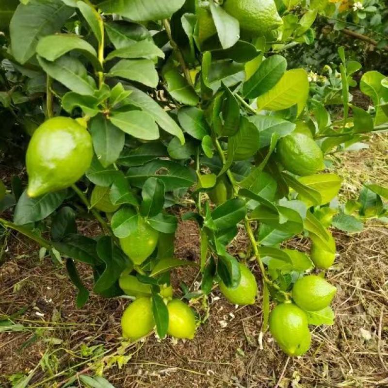 【精品】正宗广东香水柠檬苗无核柠檬泡水不苦的柠檬苗