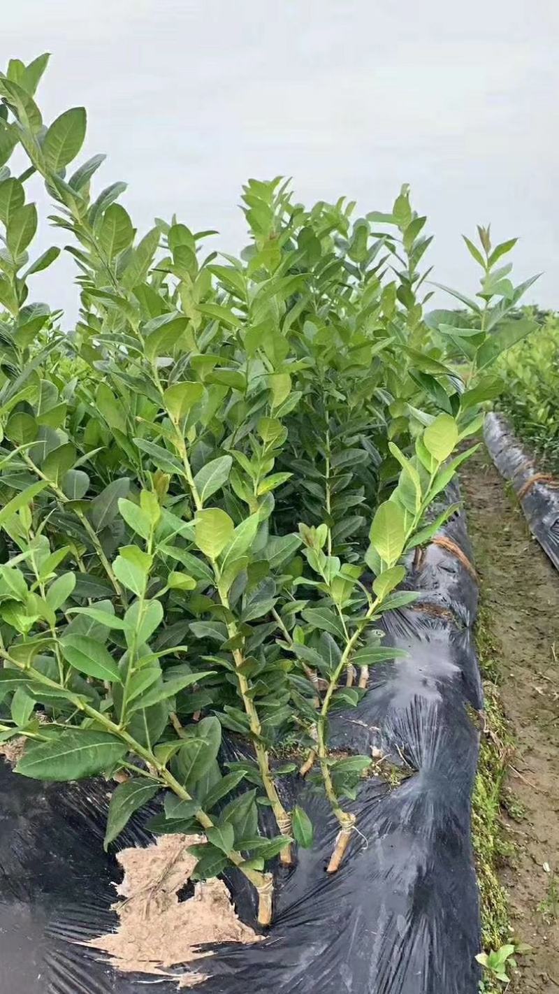 【精品】正宗广东香水柠檬苗无核柠檬泡水不苦的柠檬苗