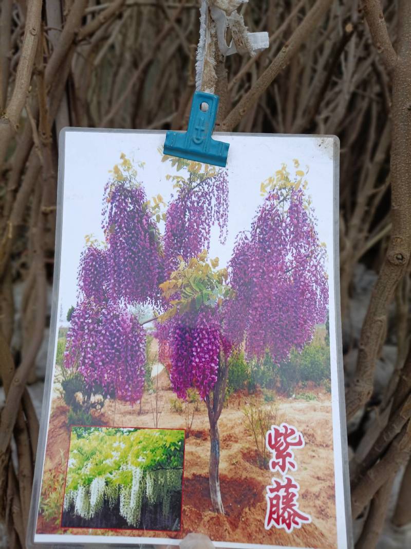 紫藤爬藤植物，多做庭院或园林棚架，规格齐全