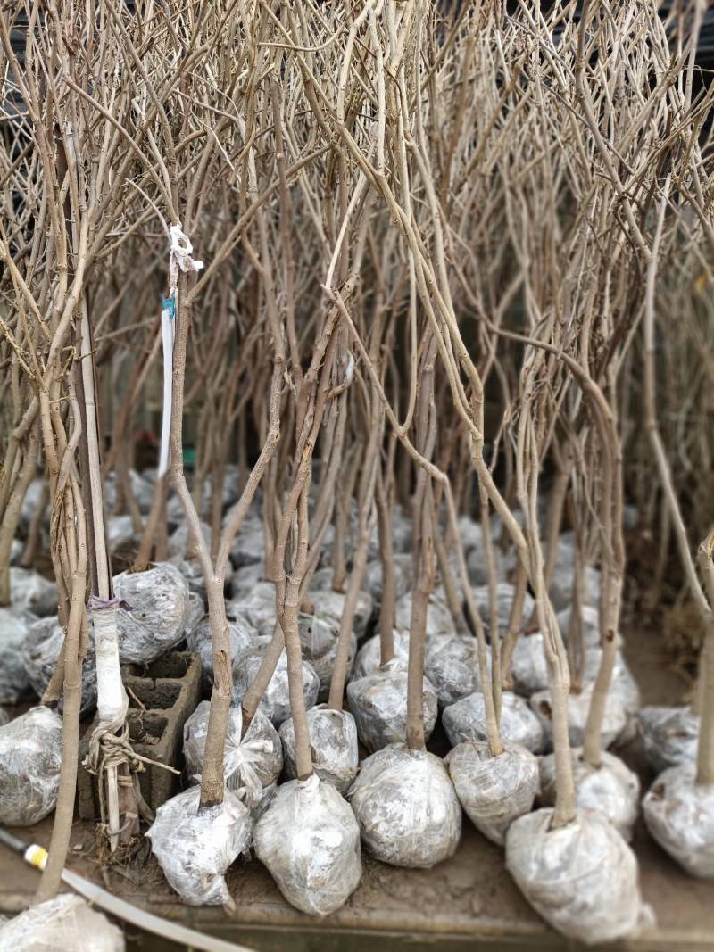 紫藤爬藤植物，多做庭院或园林棚架，规格齐全