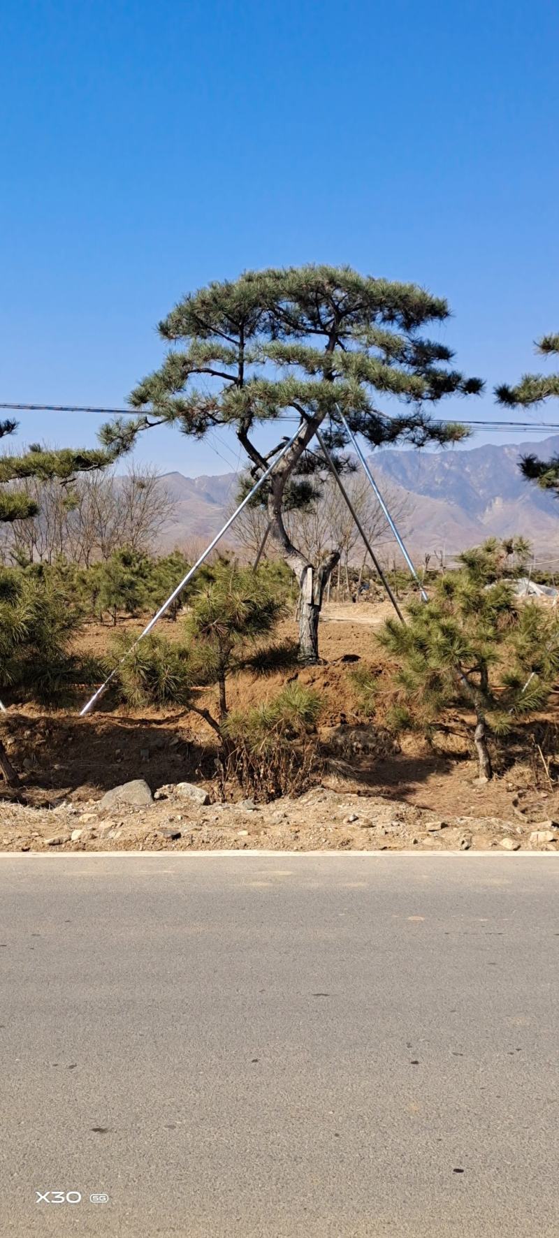 造型黑松造型油松黑松盆景景观松