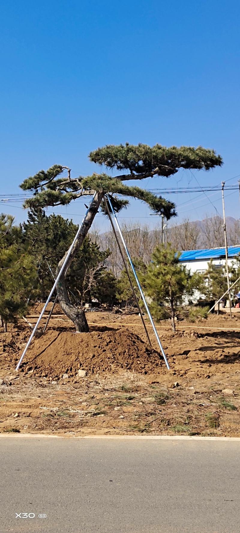 造型黑松造型油松黑松盆景景观松