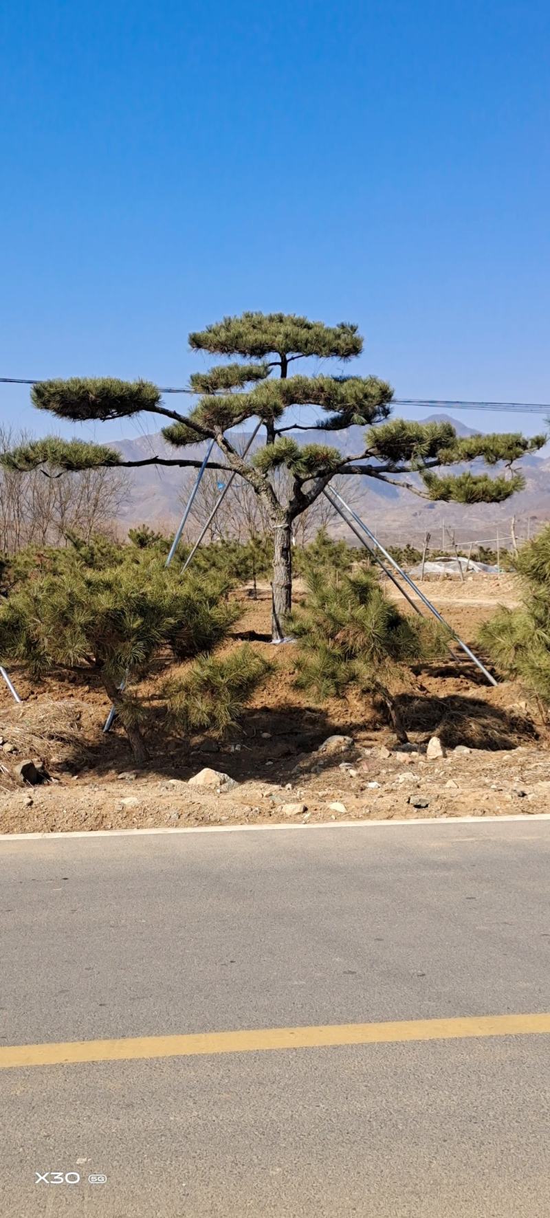 造型黑松造型油松黑松盆景景观松