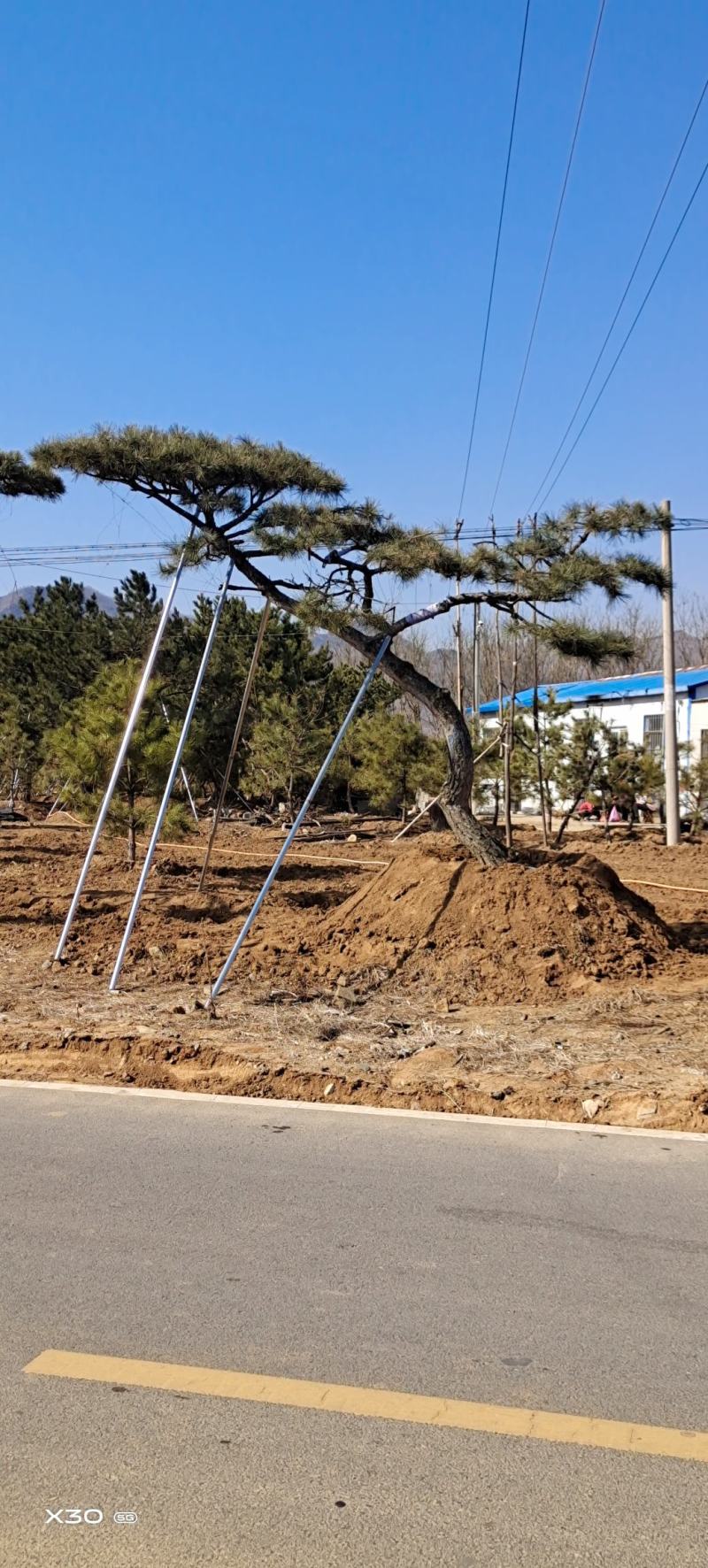 造型黑松造型油松黑松盆景景观松