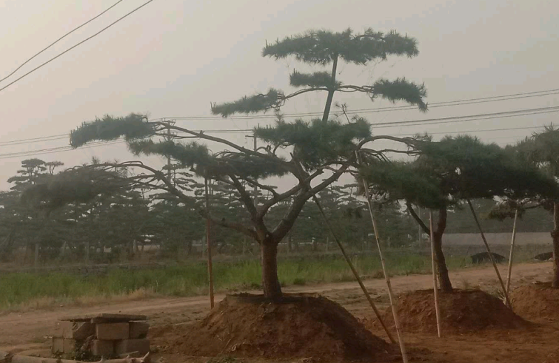 造型黑松造型油松黑松盆景景观松