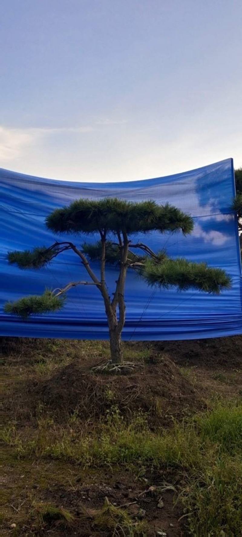 造型黑松造型油松黑松盆景景观松