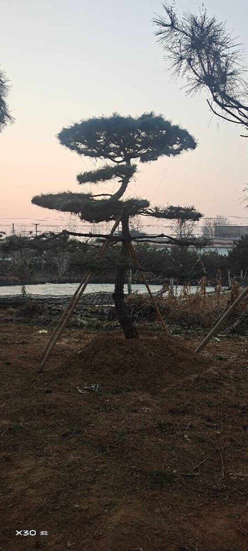 造型黑松造型油松黑松盆景景观松