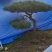 造型黑松造型油松黑松盆景景观松