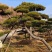 造型黑松造型油松黑松盆景景观松