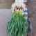 红根蒜苗种孑，供应全国市场，质量好，价格不高