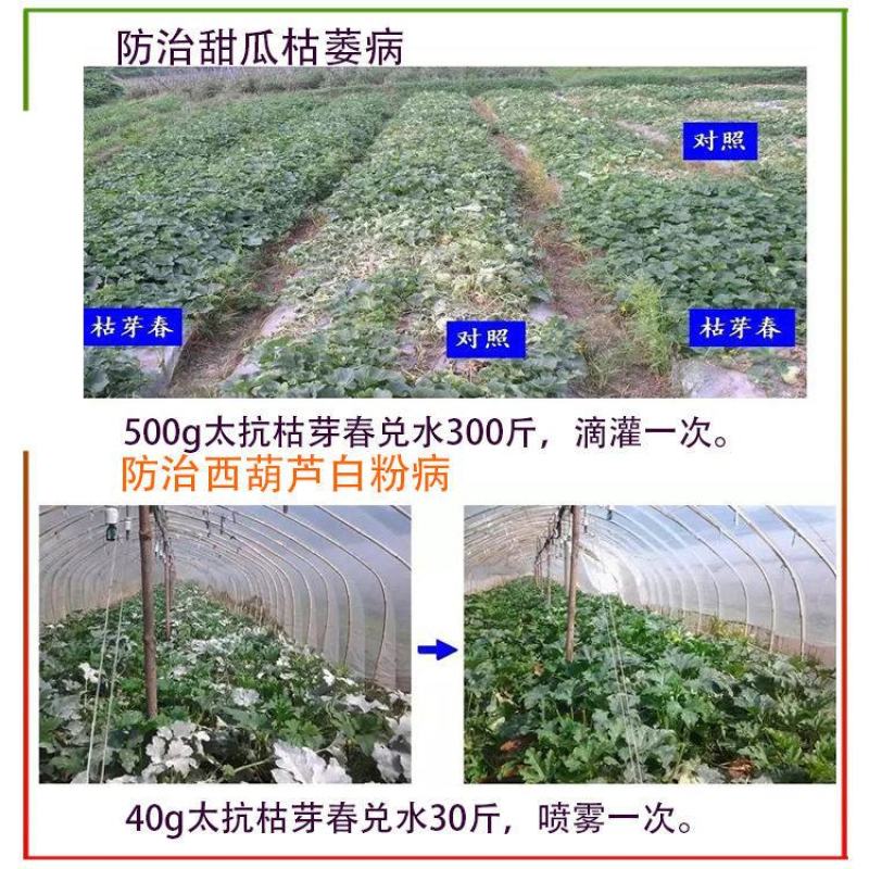 太抗枯芽春枯草芽孢杆菌立枯根腐青枯枯萎病微生物杀菌