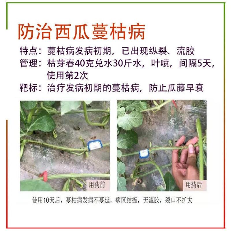 太抗枯芽春枯草芽孢杆菌立枯根腐青枯枯萎病微生物杀菌