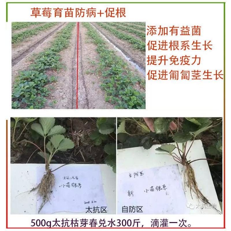 太抗枯芽春枯草芽孢杆菌立枯根腐青枯枯萎病微生物杀菌