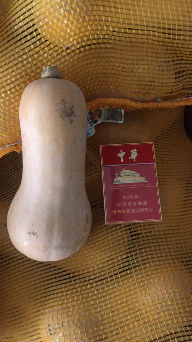 奶油南瓜，板栗南瓜，贝贝南瓜，橄榄南瓜，
