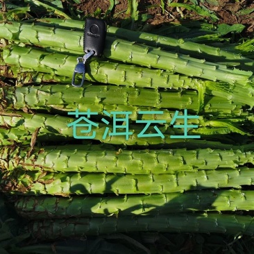 新鲜蔬菜（贡菜）菊科莴苣属