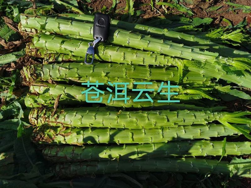新鲜蔬菜（贡菜）菊科莴苣属